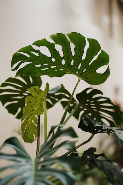 Comment faire la culture de la Monstera adansonii ?