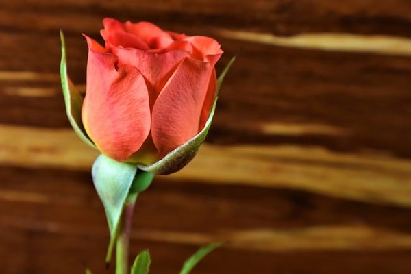 Comment faire pour bien tailler son laurier rose ?