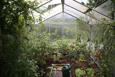 Le potager : Quand et comment l'arroser ?