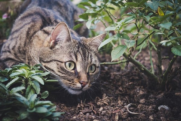 Quelles astuces pour éloigner les chats du potager ?