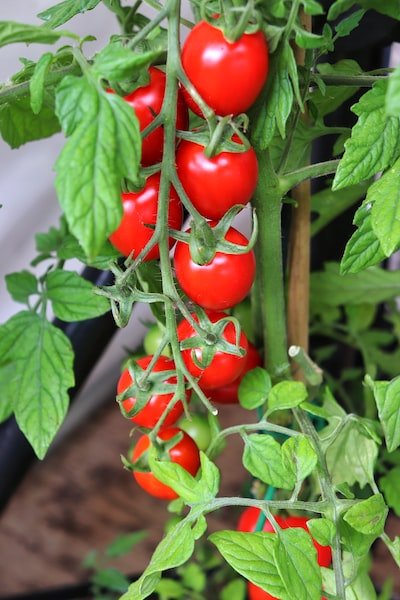 3 conseils pour réussir la plantation de tomates dans un potager