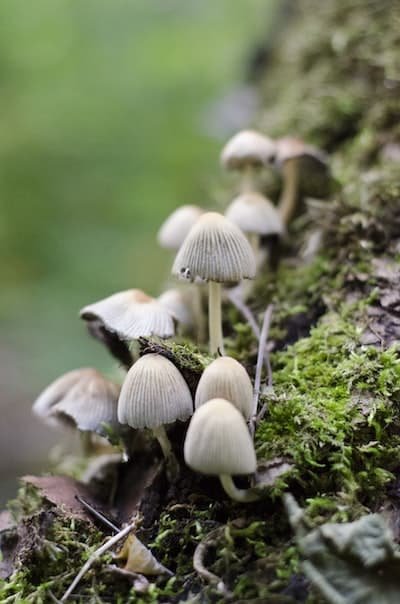 Tout savoir sur la culture de champignons avec le mycélium